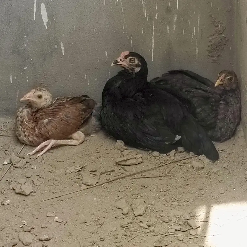 Sara nucle ka hens available ha — photo 8
