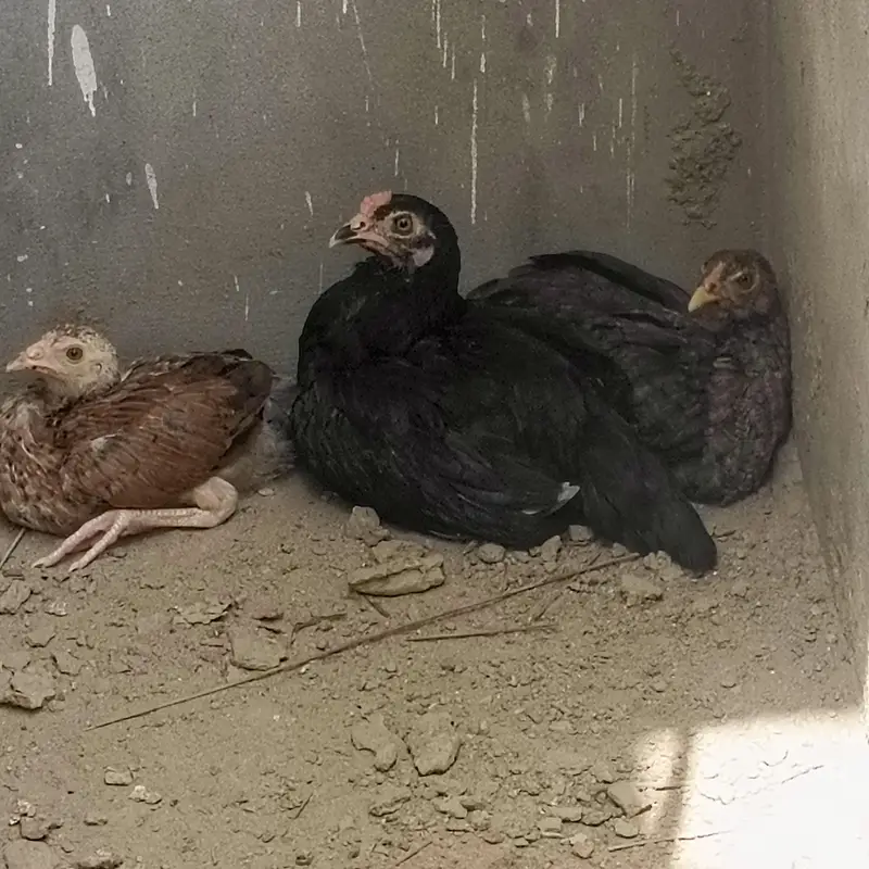 Sara nucle ka hens available ha — photo 9