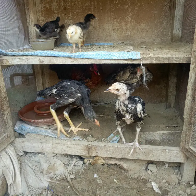 Sara nucle ka hens available ha — photo 10