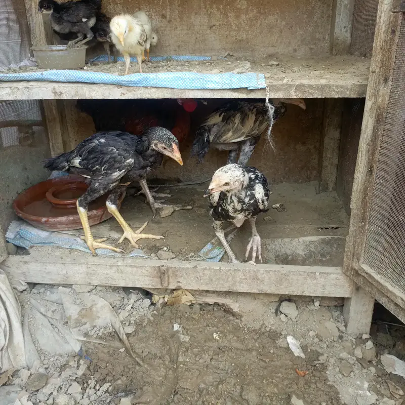 Sara nucle ka hens available ha — photo 11