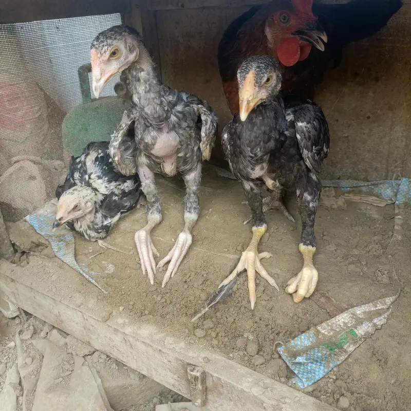 Sara nucle ka hens available ha — photo 12