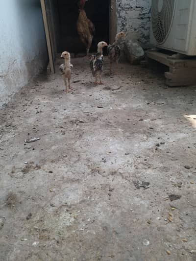 Aseel chicks