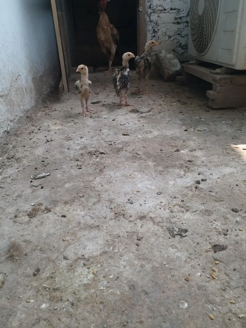 Aseel chicks