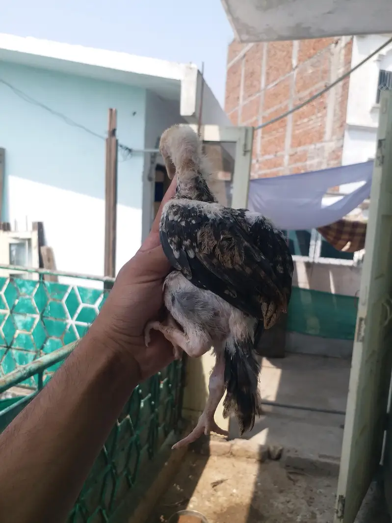 Aseel chicks — photo 2