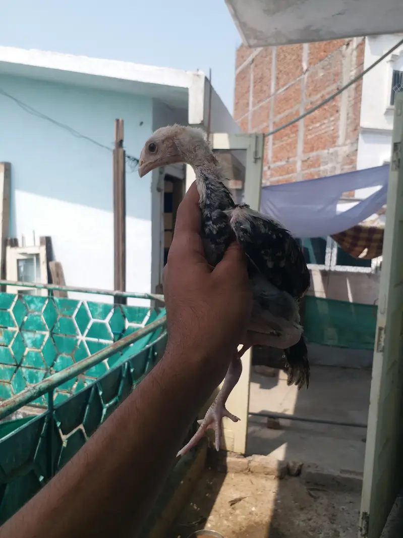 Aseel chicks — photo 3