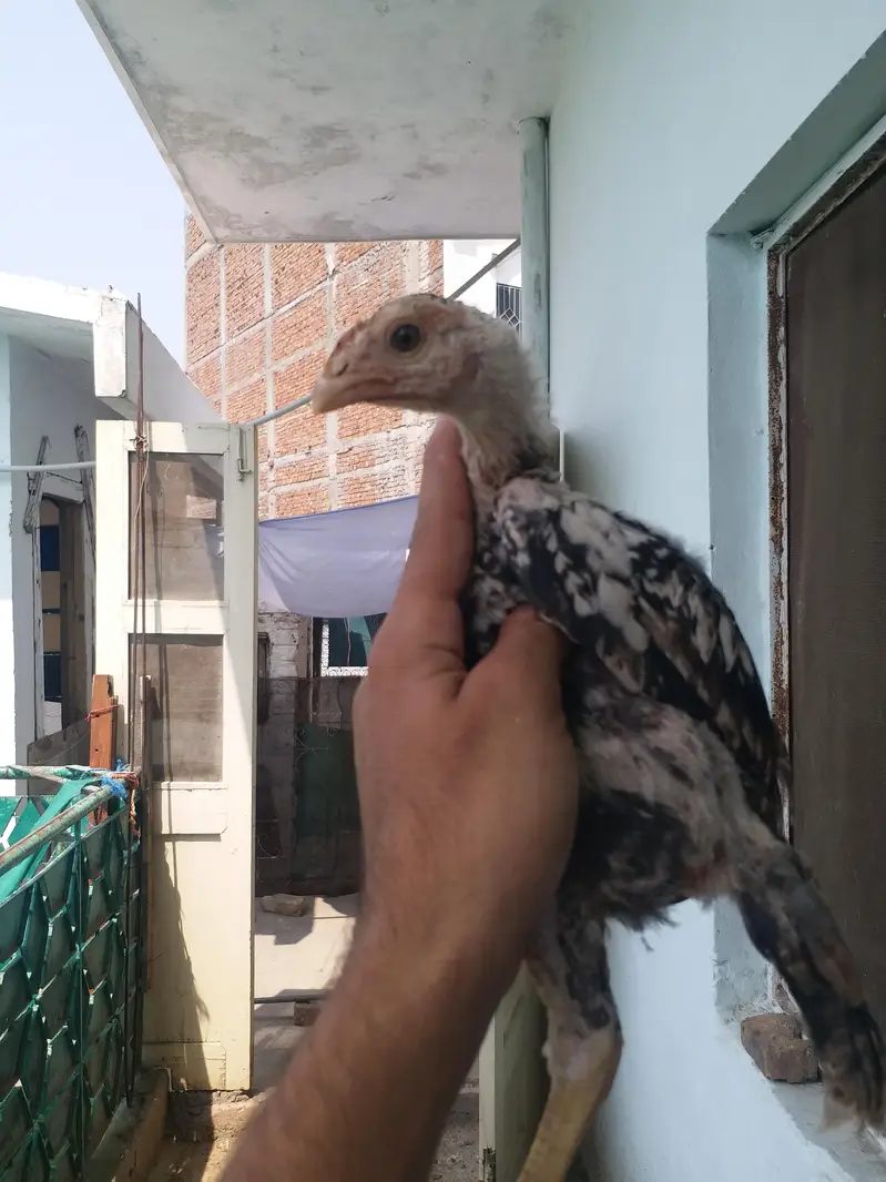 Aseel chicks — photo 4