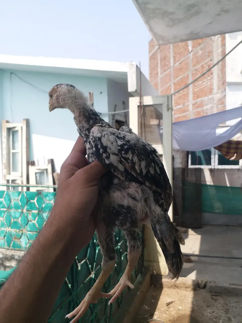 Aseel chicks — photo 5