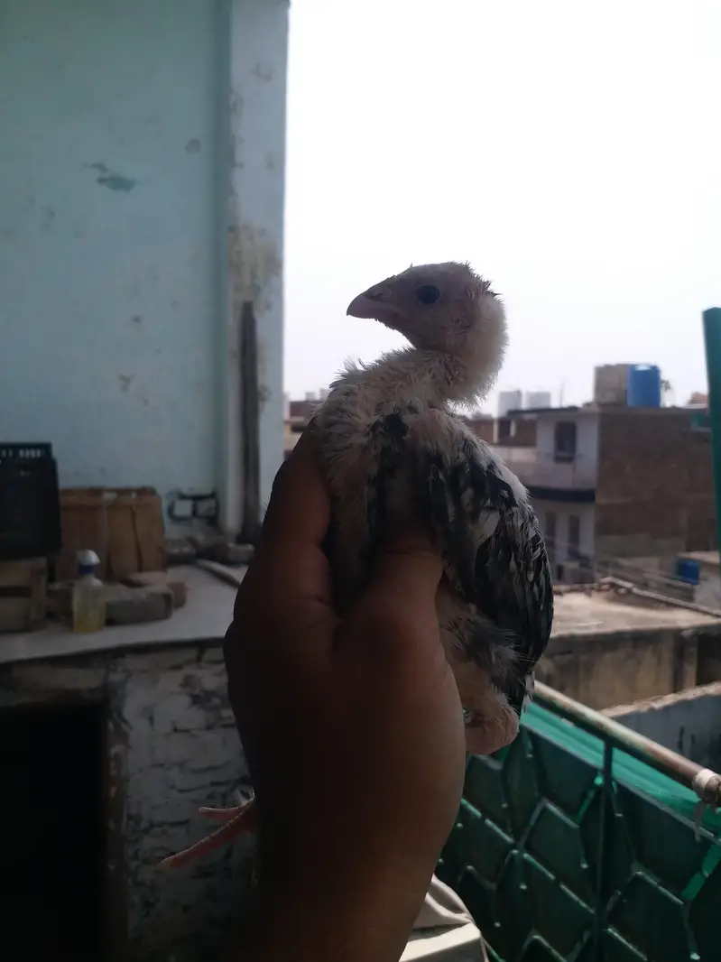 Aseel chicks — photo 6