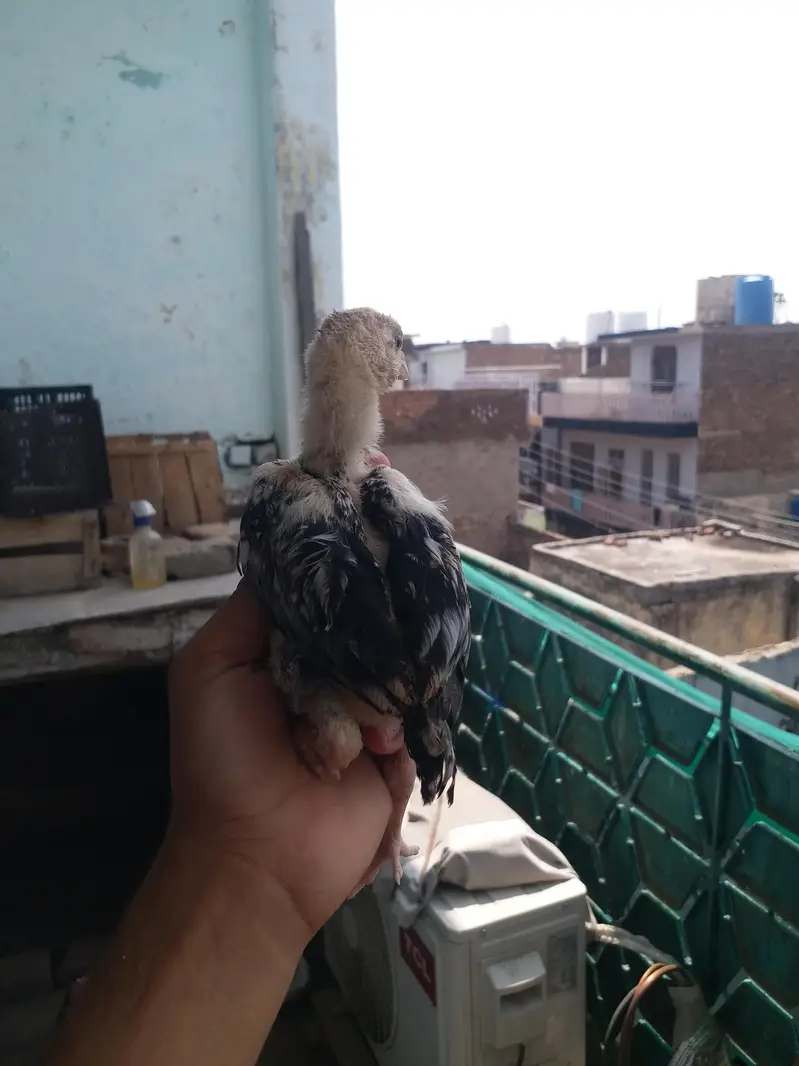 Aseel chicks — photo 7