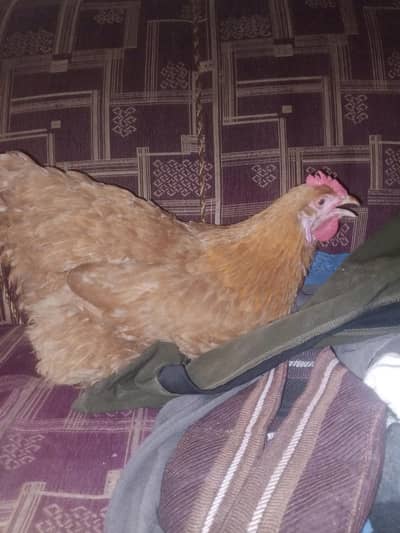 Golden Buff Hen