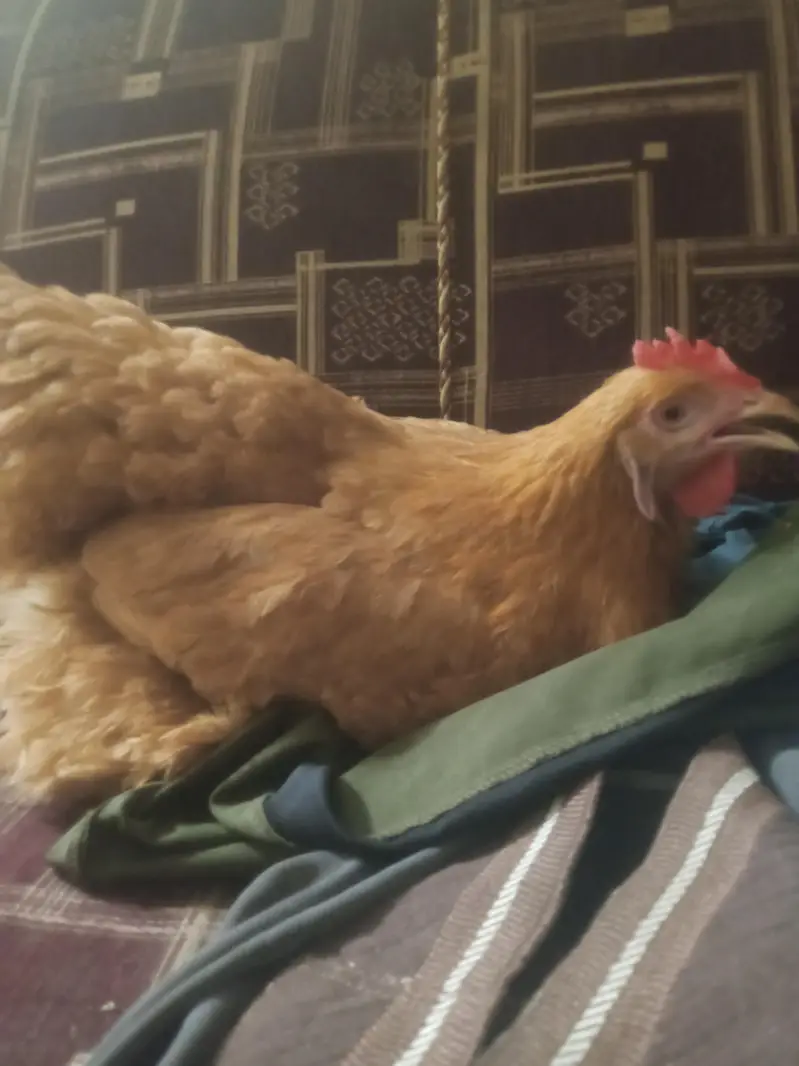 Golden Buff Hen — photo 2