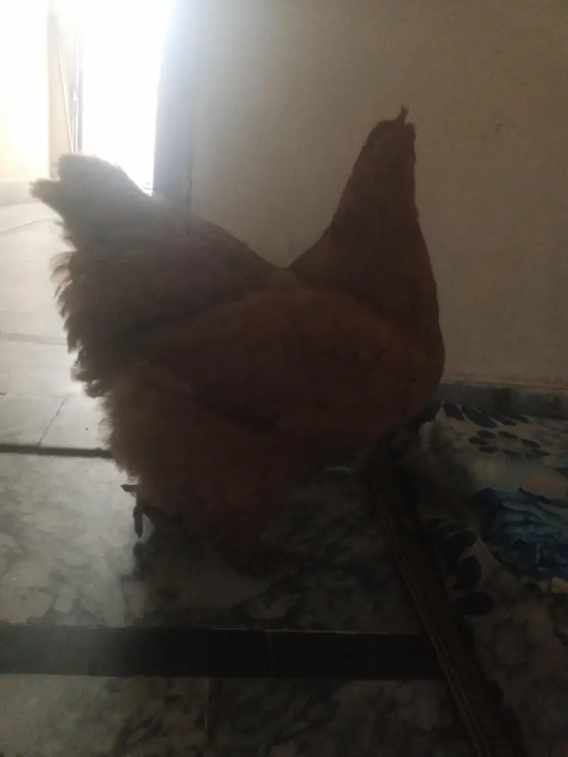 Golden Buff Hen — photo 3