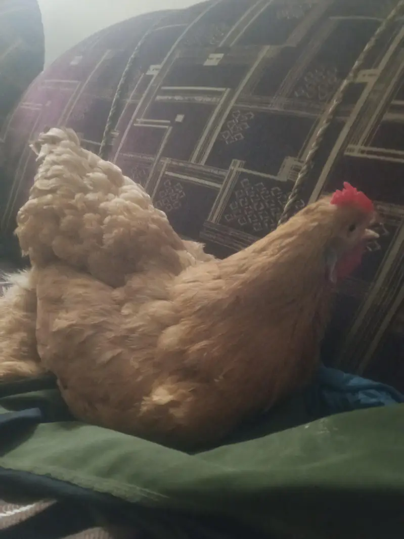 Golden Buff Hen — photo 4