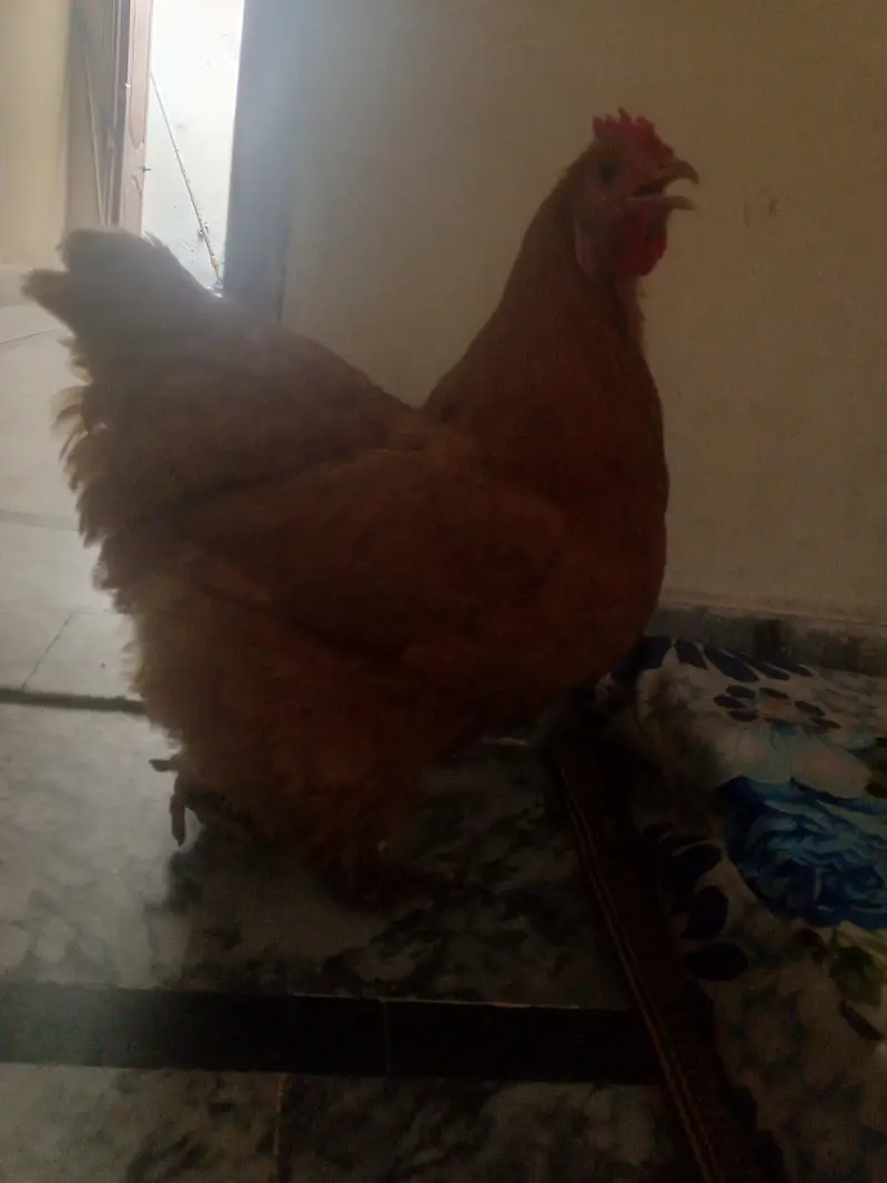 Golden Buff Hen — photo 5