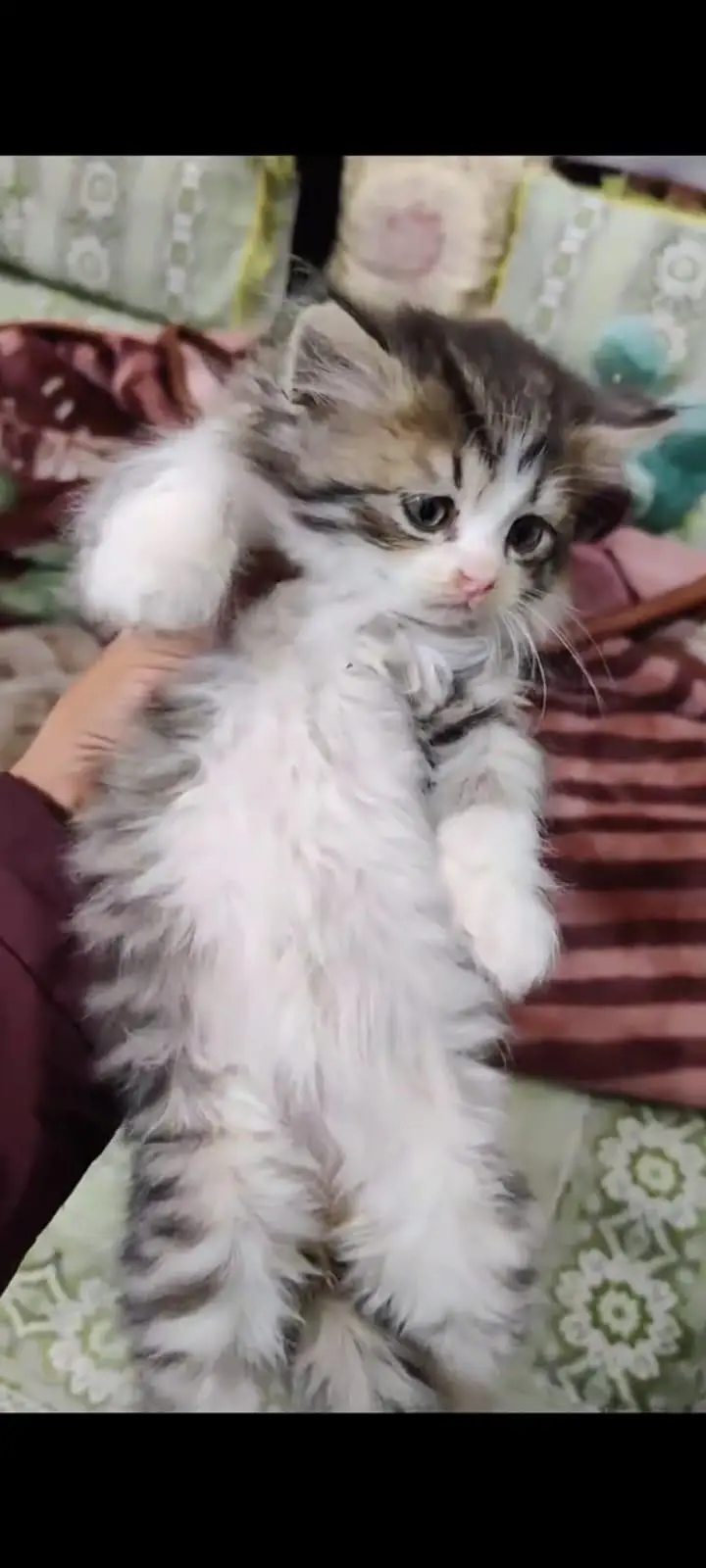 pure Persian cats vaccinated and healthy active WhatsApp/0346/4644037/ — photo 2