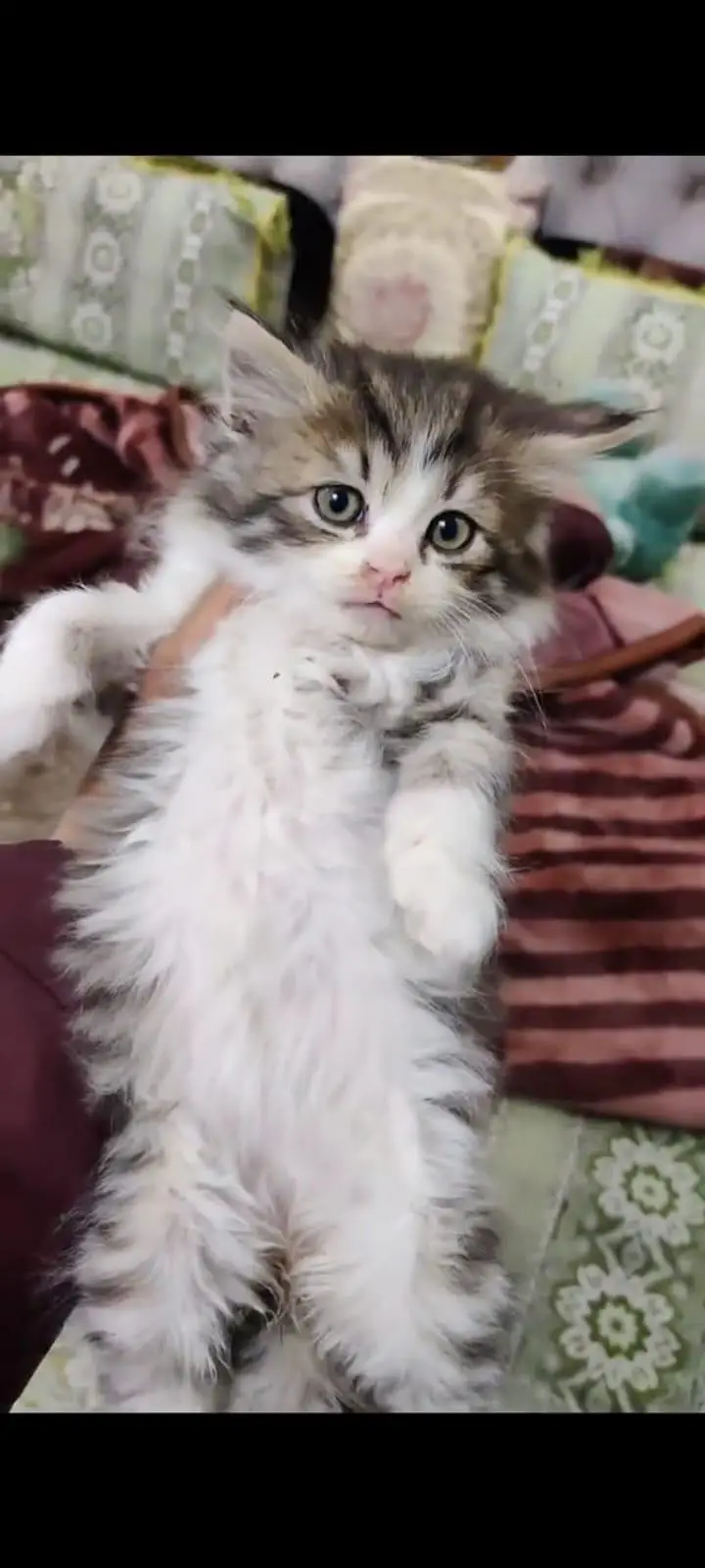 pure Persian cats vaccinated and healthy active WhatsApp/0346/4644037/ — photo 3