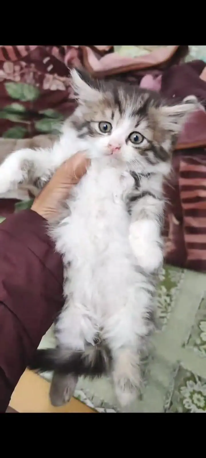 pure Persian cats vaccinated and healthy active WhatsApp/0346/4644037/ — photo 4