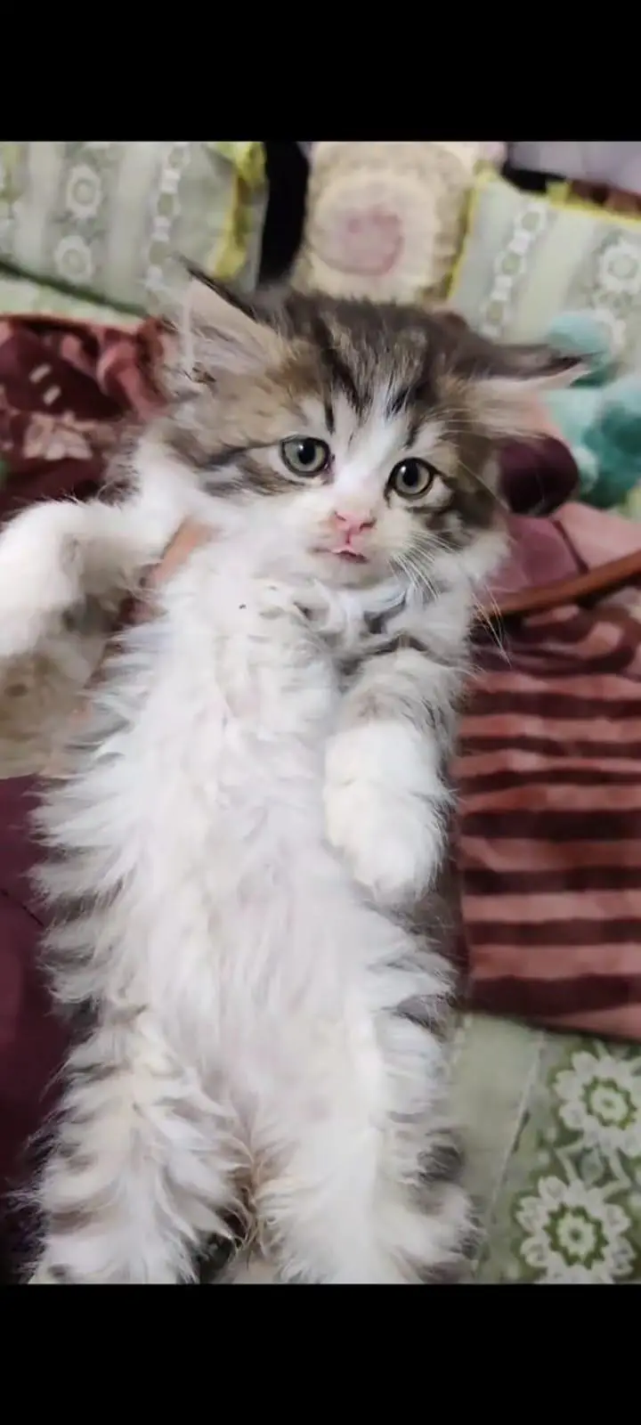 pure Persian cats vaccinated and healthy active WhatsApp/0346/4644037/ — photo 5