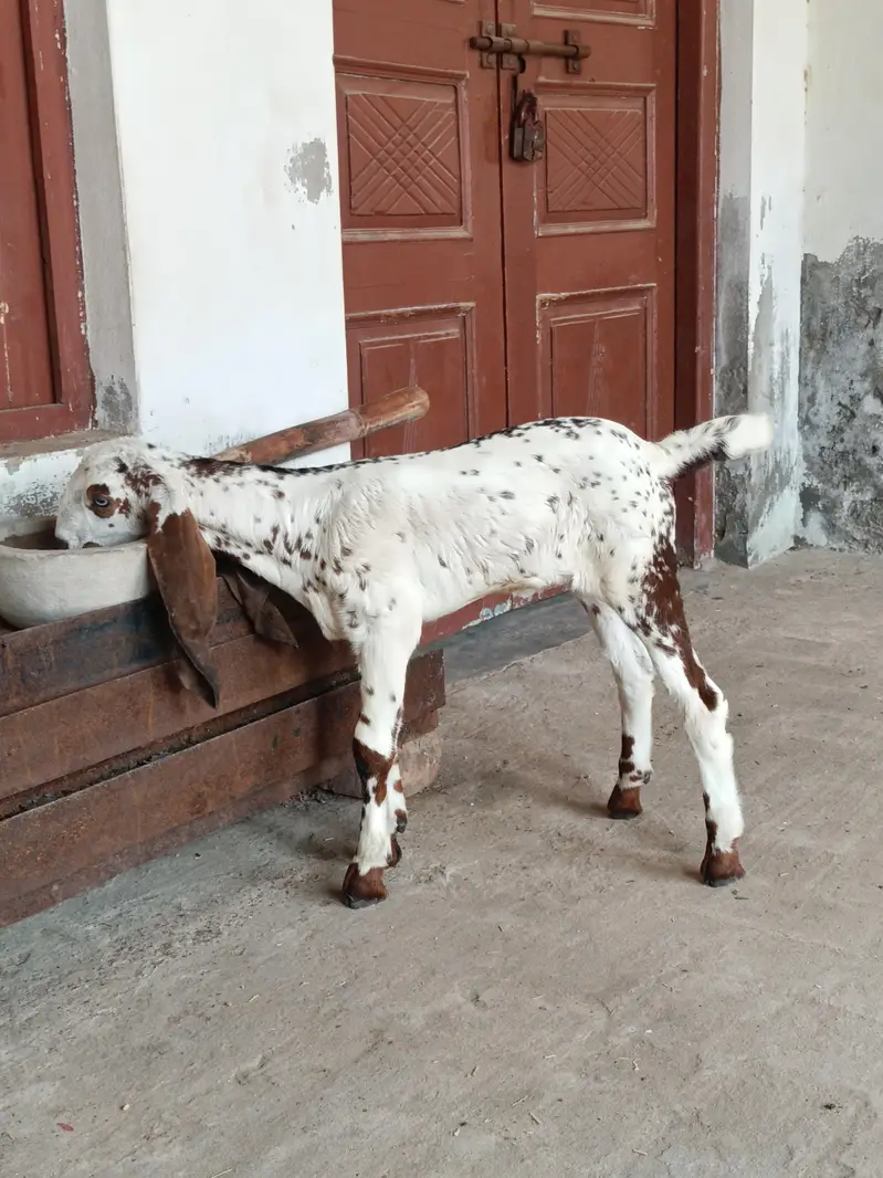 pure desi makhicheeni females available — photo 2