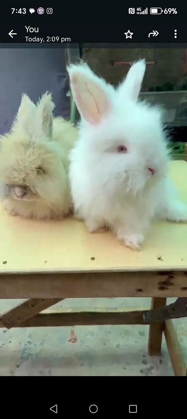 bunny's