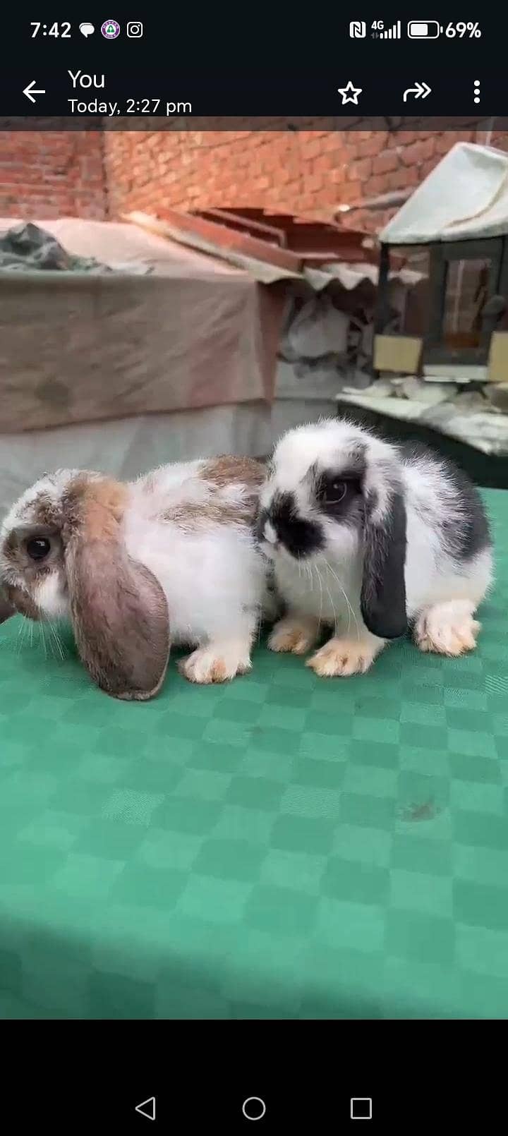 bunny's 1
