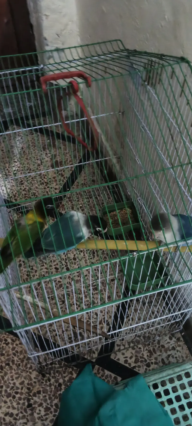 Love Bird+ Cages+ Hens+ Silver Java