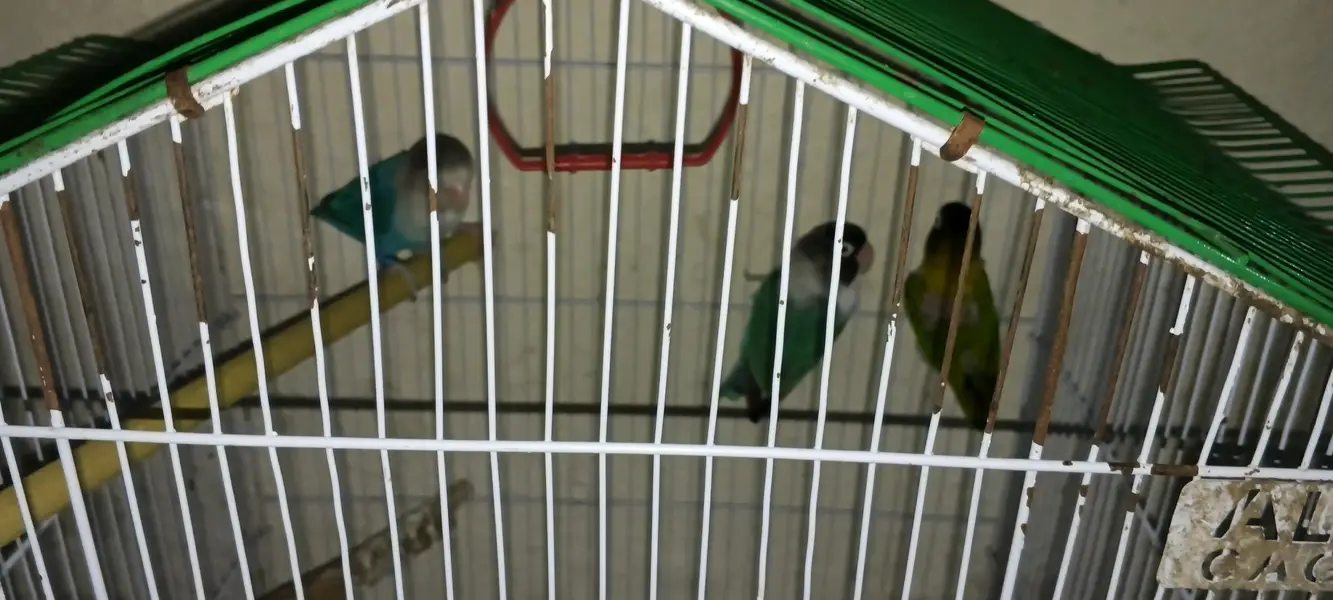 Love Bird+ Cages+ Hens+ Silver Java — photo 2