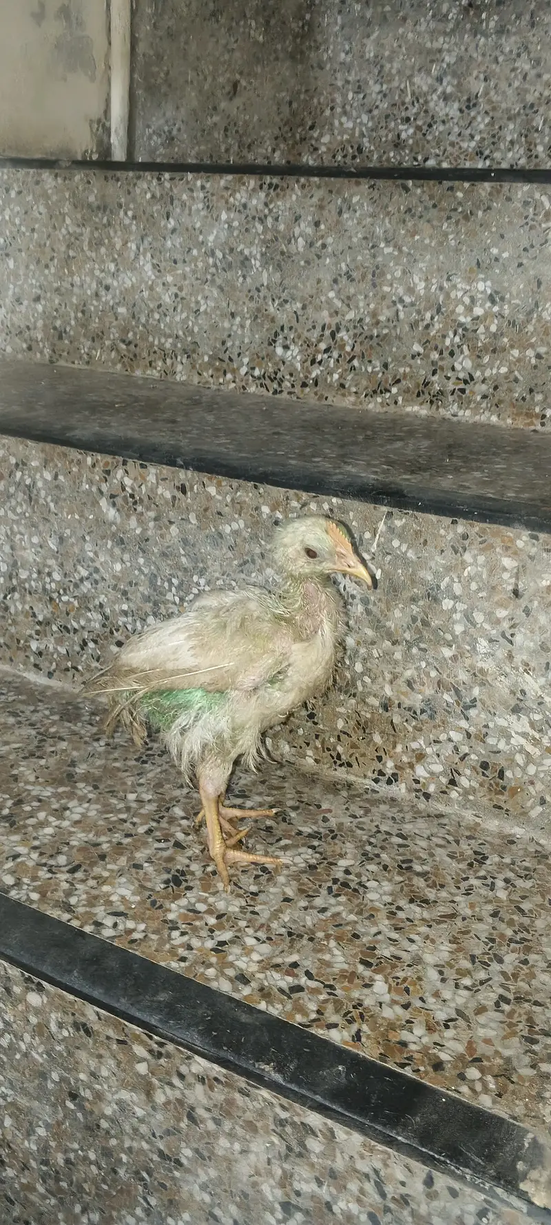 Love Bird+ Cages+ Hens+ Silver Java — photo 3