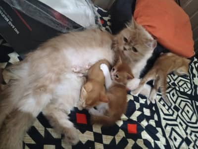 Perisan kitten @ White kitten @ kitten @ cat @ Siamese @ perisan