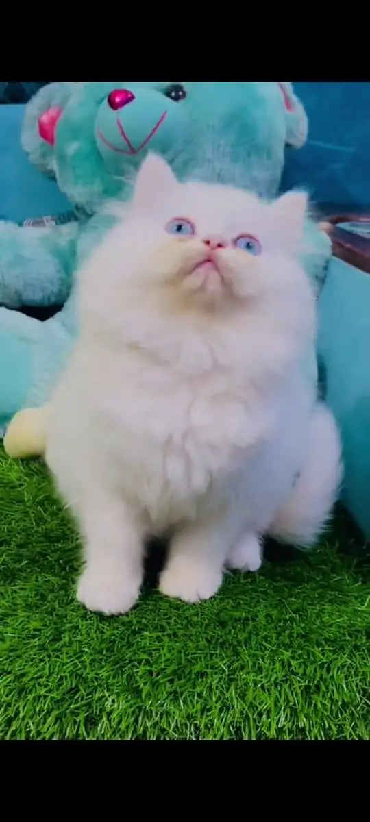 pure Persian cats vaccinated and healthy active WhatsApp/0346/4644037/ — photo 2
