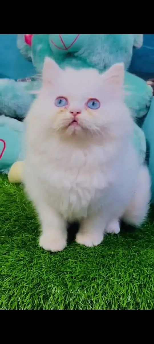 pure Persian cats vaccinated and healthy active WhatsApp/0346/4644037/ — photo 3