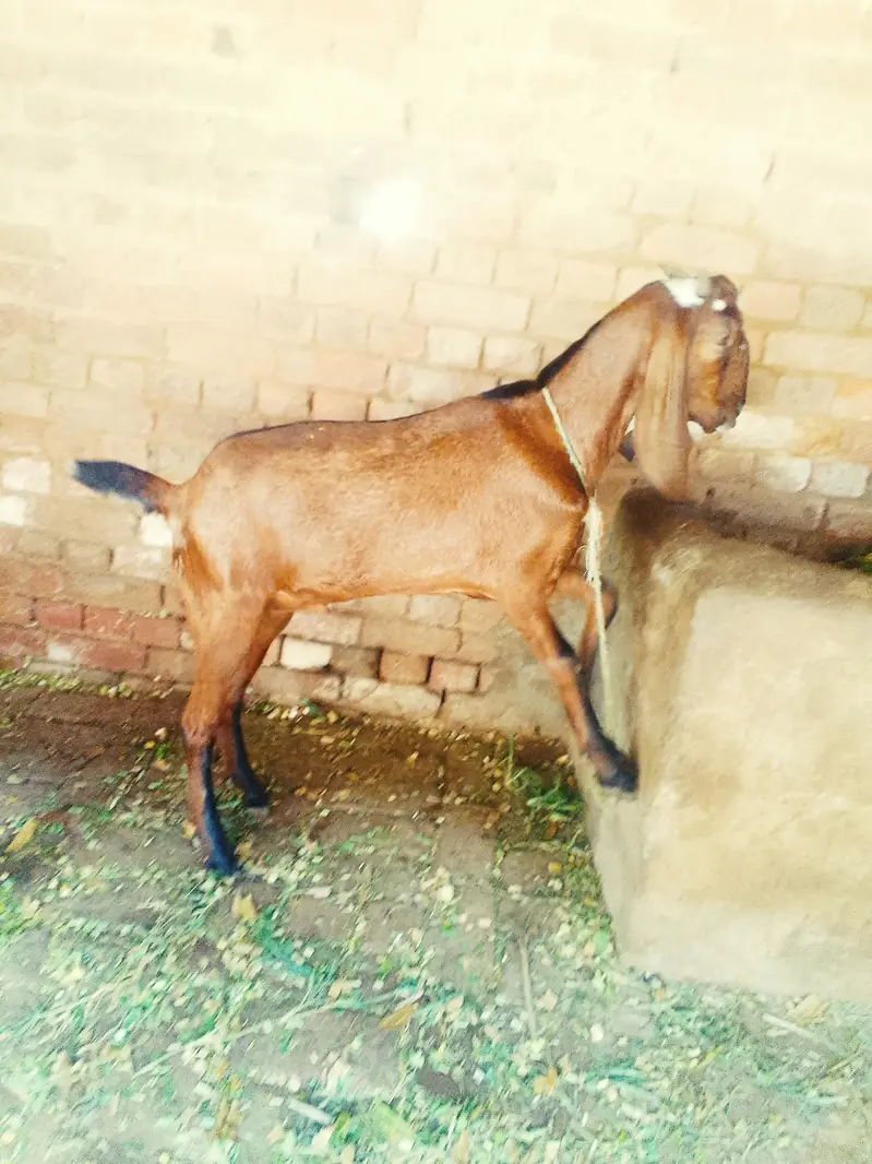 desi bakra