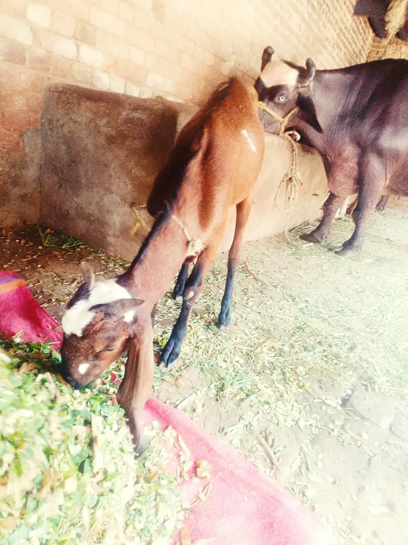 desi bakra — photo 2