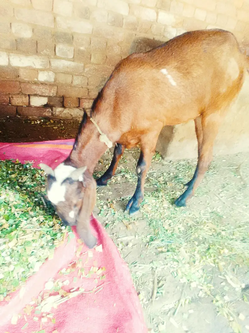desi bakra — photo 3