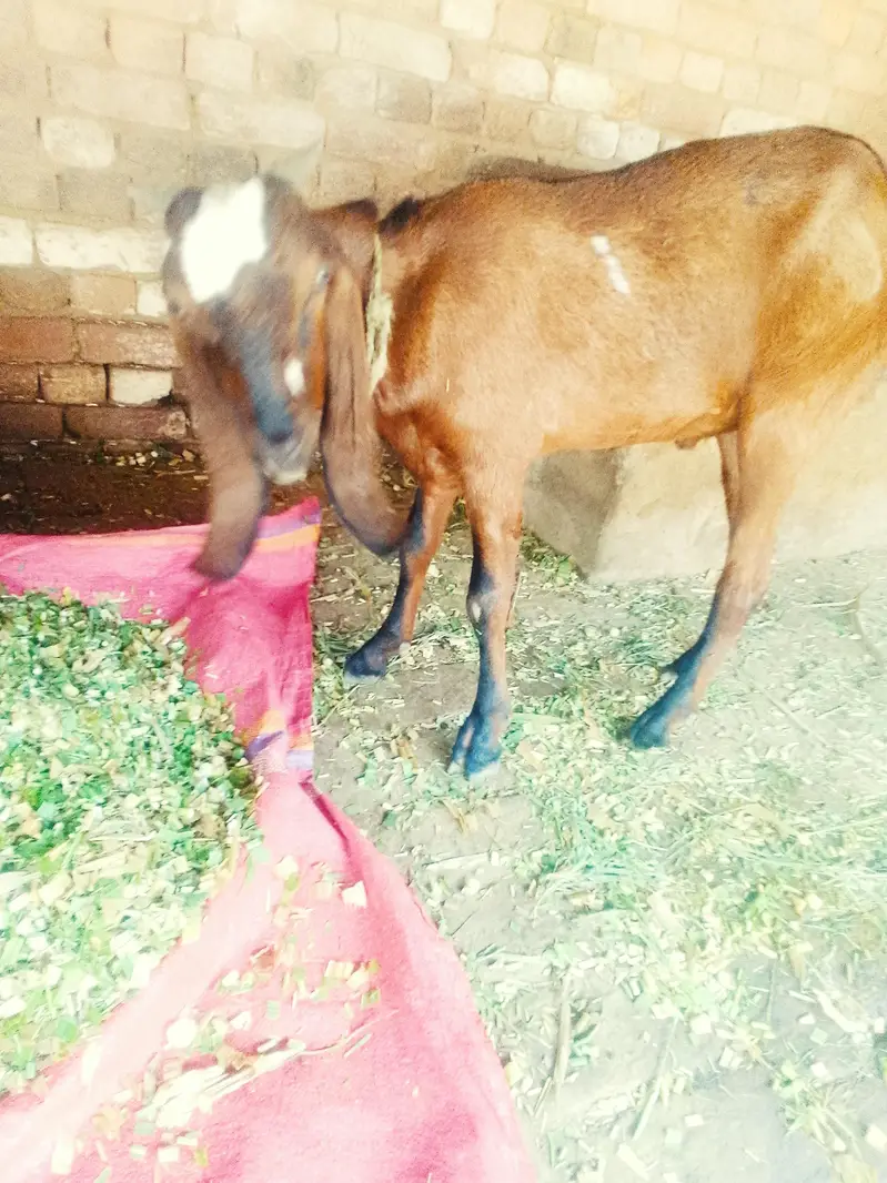 desi bakra — photo 4