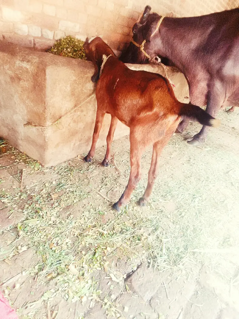 desi bakra — photo 5