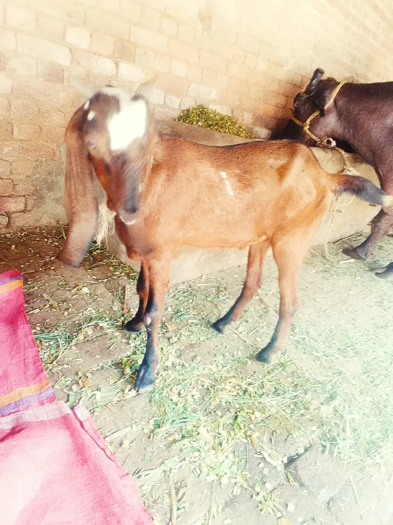 desi bakra — photo 6