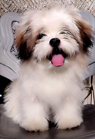7 months old male shihtzu