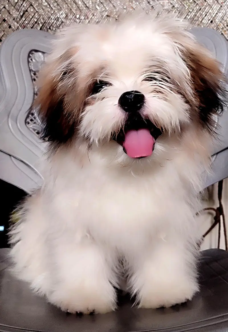7 months old male shihtzu
