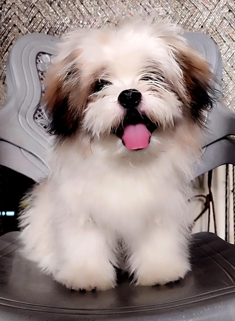 7 months old male shihtzu — photo 2