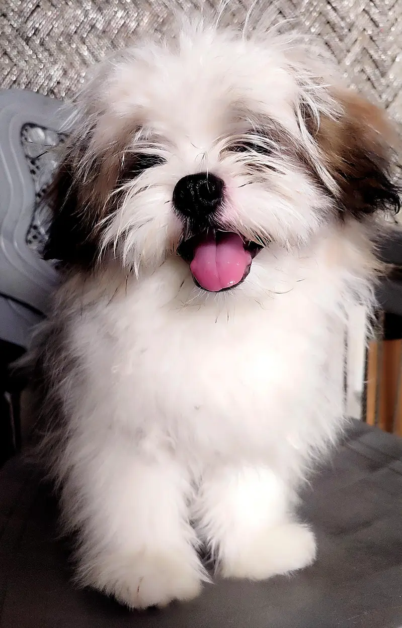 7 months old male shihtzu — photo 3