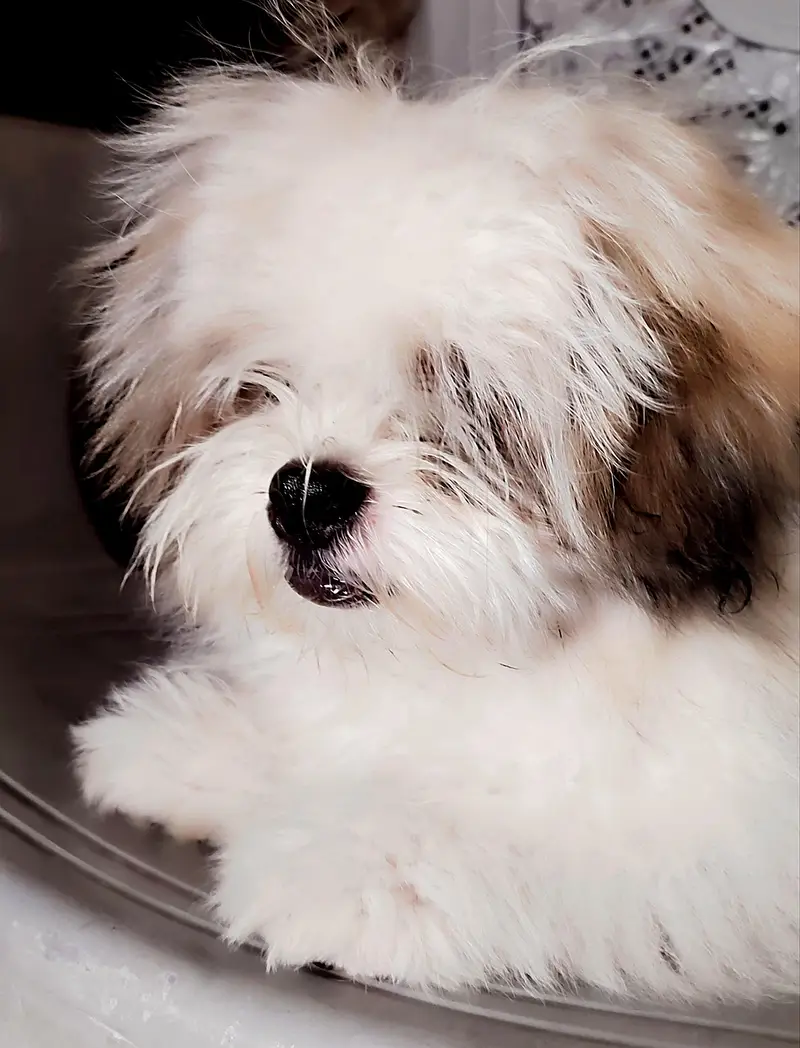 7 months old male shihtzu — photo 4