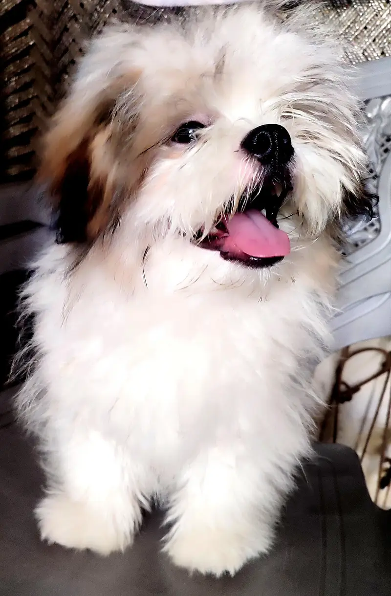 7 months old male shihtzu — photo 5