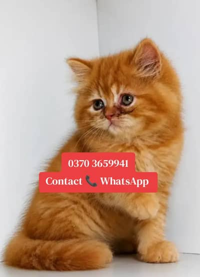( Persian Female Kitten ) For sale ( vaccinated )