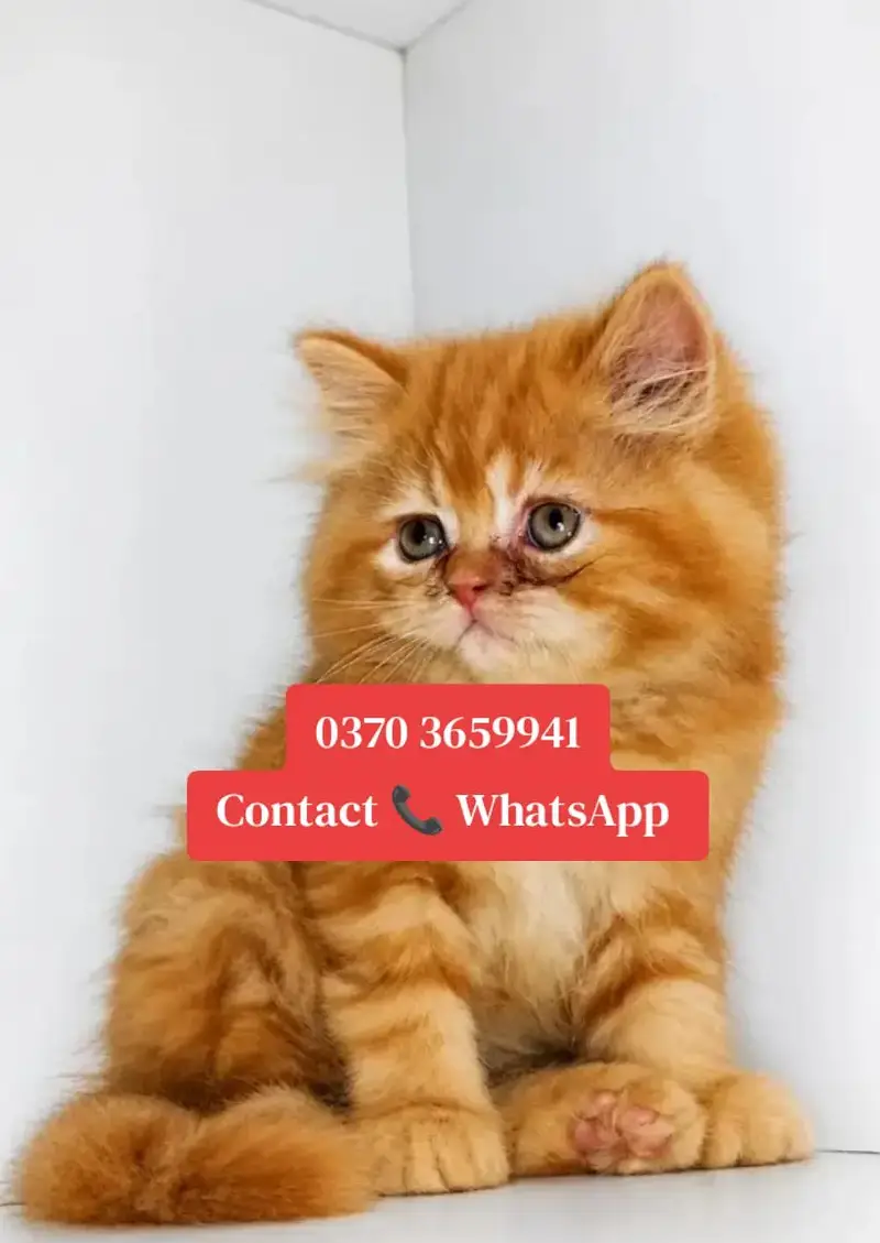 ( Persian Female Kitten ) For sale ( vaccinated ) — photo 2