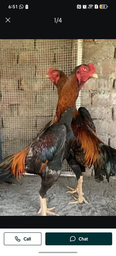 shamo eggs and chicks