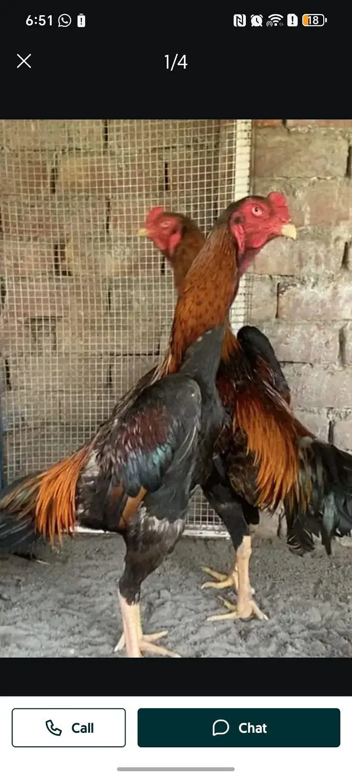 shamo eggs and chicks