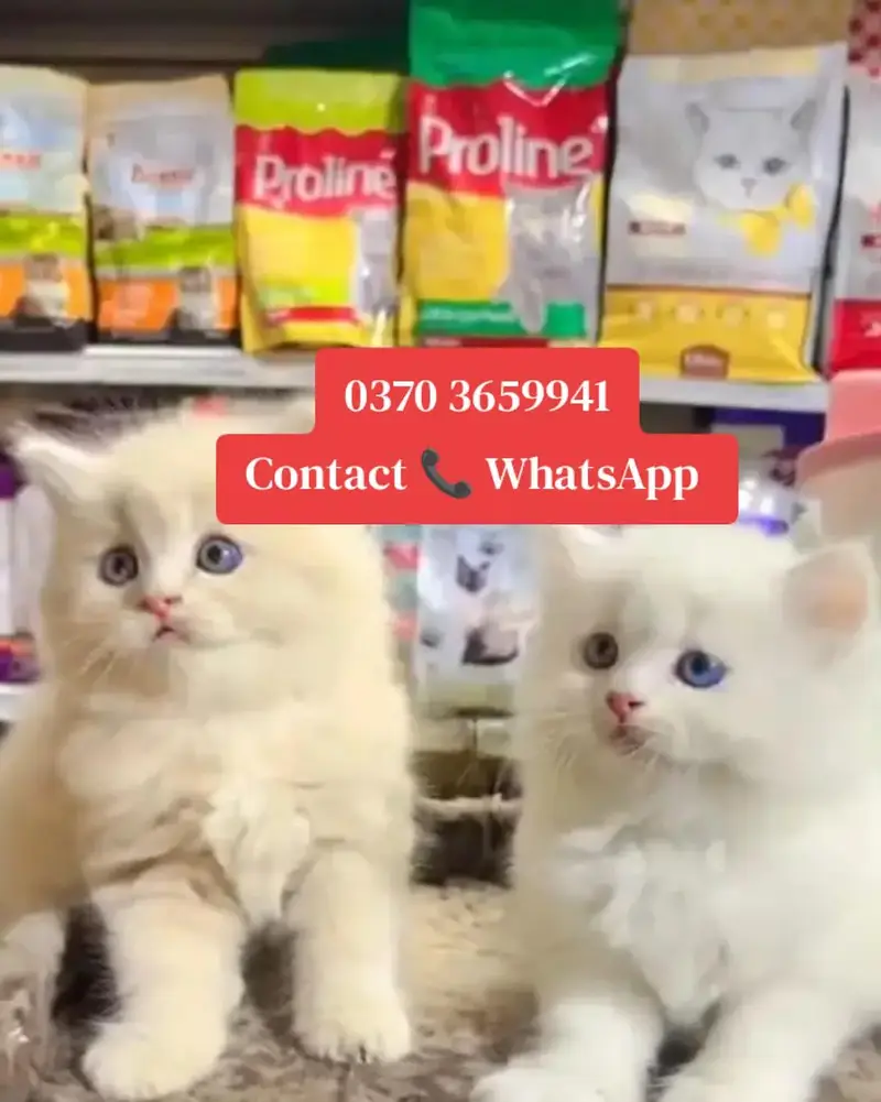 ( Persian Female Kitten ) For sale ( vaccinated ) — photo 2