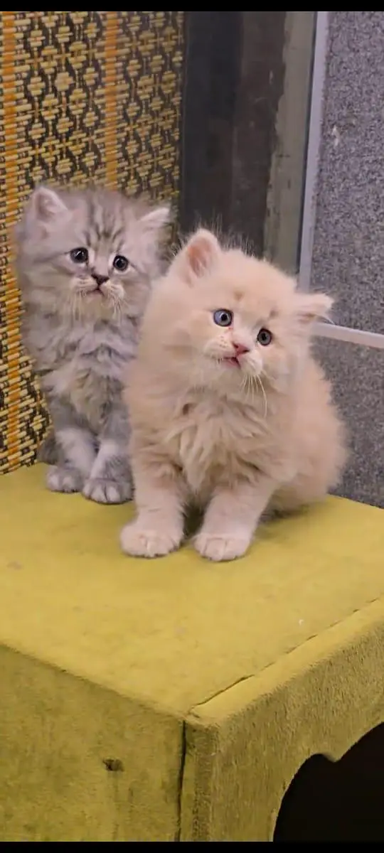pure Persian cats vaccinated and healthy active WhatsApp/0346/4644037/ — photo 2
