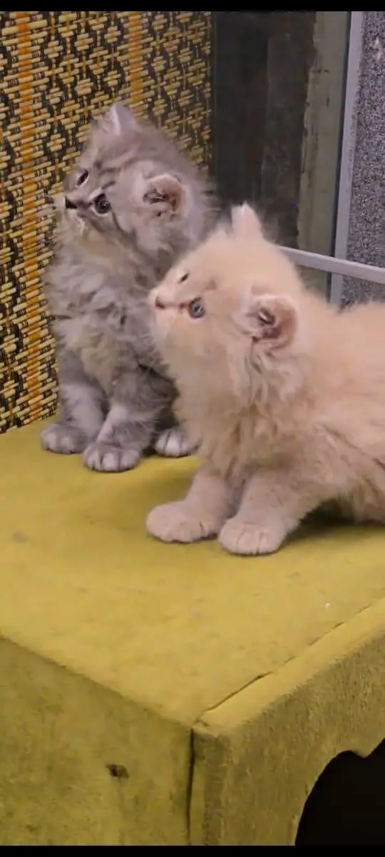 pure Persian cats vaccinated and healthy active WhatsApp/0346/4644037/ — photo 3